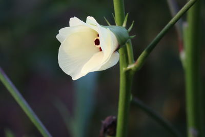 Close-up of white rose flower bud