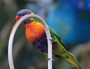 Close-up of parrot perching on leaf