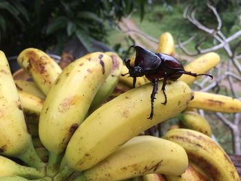 Close-up of insect on fruit