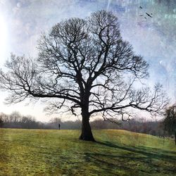 Bare tree on field against sky