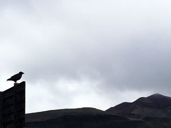 Low angle view of bird perching on mountain against sky