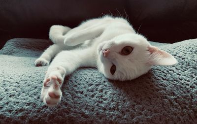 White cat lying on bed at home