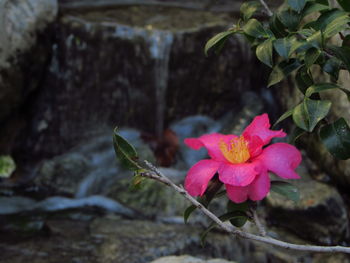 Close-up of pink flower