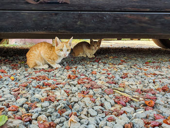 Cat sitting in a car