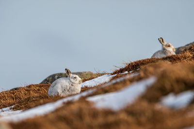 View of birds against clear sky