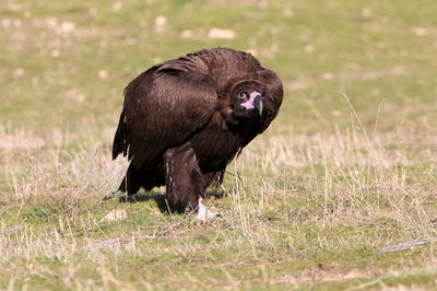 Close-up of a bird on field