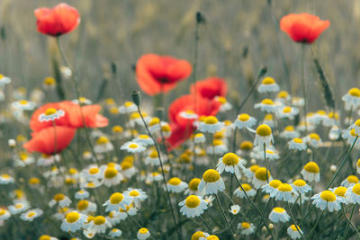 Close-up of yellow flowering plants on field with poppies