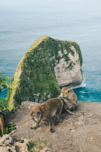 Cat sitting on rock by sea against sky