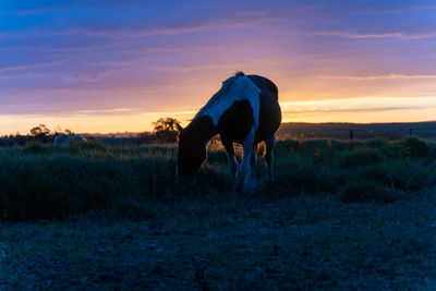 Horse grazing on field against sky during sunset