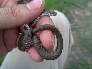 Midsection of man holding snake