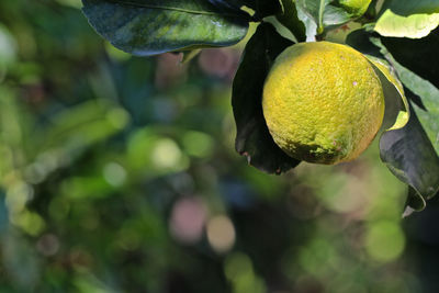 Close-up of fruits on tree