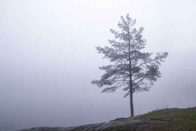 Tree on snow covered land against sky