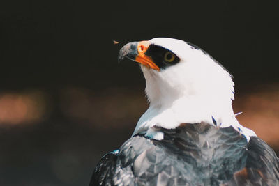 Close-up of seagull