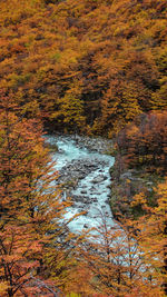 Scenic view of stream flowing through forest during autumn