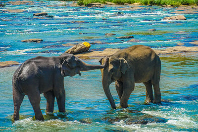 Elephants in lake