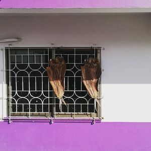 Bird hanging on clothesline