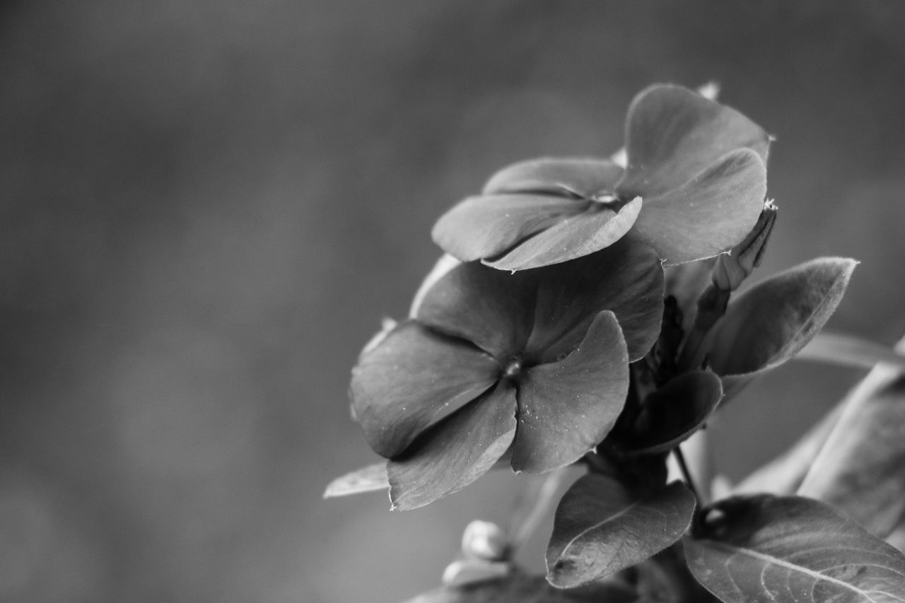 flower, petal, fragility, freshness, close-up, flower head, growth, beauty in nature, stem, focus on foreground, bud, nature, plant, springtime, blossom, in bloom, day, botany, new life, bloom, softness, growing, blooming, no people