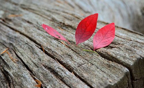 Close-up of autumn leaf on wood