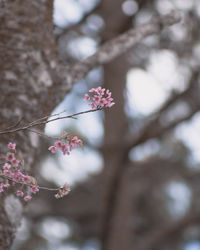 Low angle view of pink cherry blossom