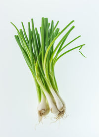 Close-up of fresh green plant against white background