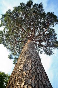 Low angle view of tree against sky