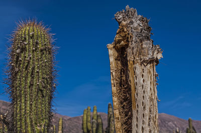 Low angle view of cactus plant against clear blue sky