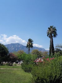 Trees and plants growing on land against sky