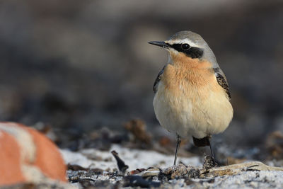 Close-up of bird perching on a field