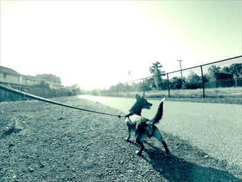 Dog on road