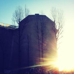 Sun shining through bare trees