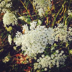 Close-up of white flowers