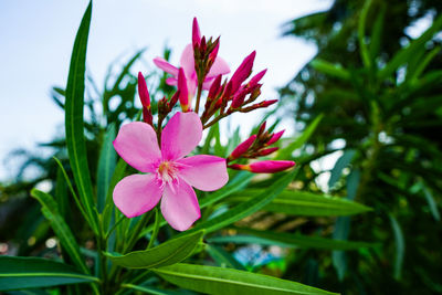 Close-up of pink flower blooming against sky