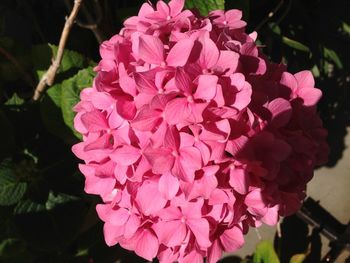 Close-up of pink flowers