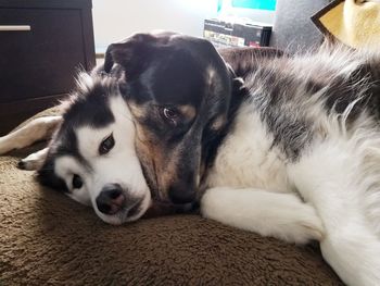 Close-up portrait of dog resting at home