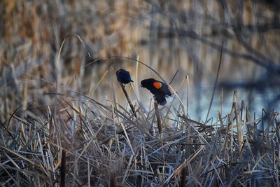 View of bird on twig