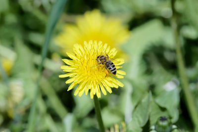 Close-up of bee on yellow dandelion flower