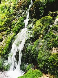 Scenic view of waterfall in forest