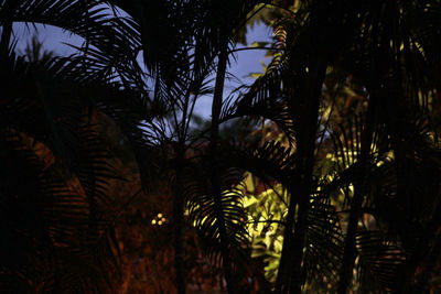 Palm trees against sky