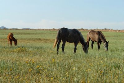 Horses grazing on field against sky