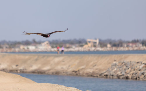 Bird flying over beach against clear sky