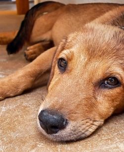 Close-up portrait of dog