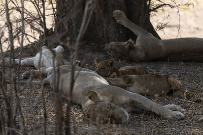 Sleeping lion in a field