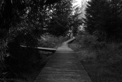 Boardwalk amidst trees in forest
