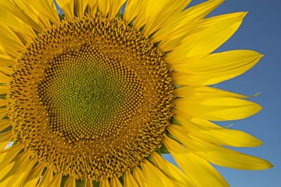 Extreme close-up of sunflower