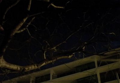 Close-up of bare tree during winter at night