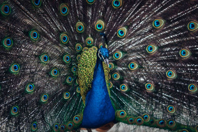 Full frame shot of peacock feathers