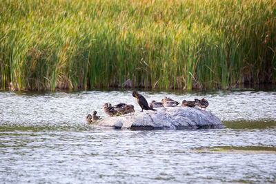 Ducks swimming in lake