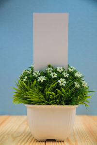 Close-up of potted plant on table