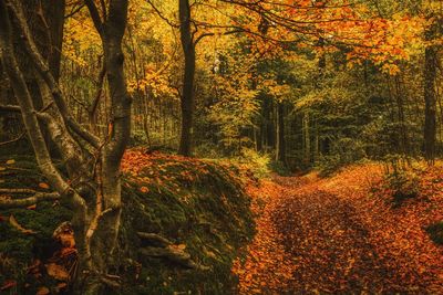 Trees in forest during autumn