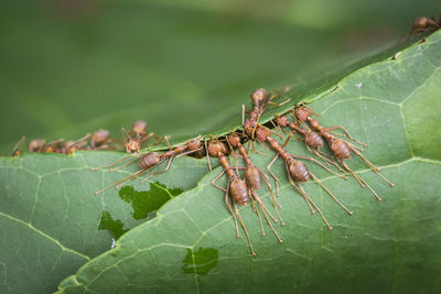 Close-up of ants on leaf